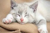 一本万利的买卖：业余养猫赚了10倍的钱 聊聊猫舍怎么赚钱