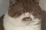 号称零撸的养猫赚钱真能赚钱？ 背后究竟是怎样的陷阱？