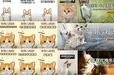 宠物细化蓝海项目，人人可做自带流量发作品就爆，掌握方法每天收入300－800+【揭秘】