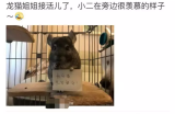 宠物举牌照，日赚200+的暴利项目